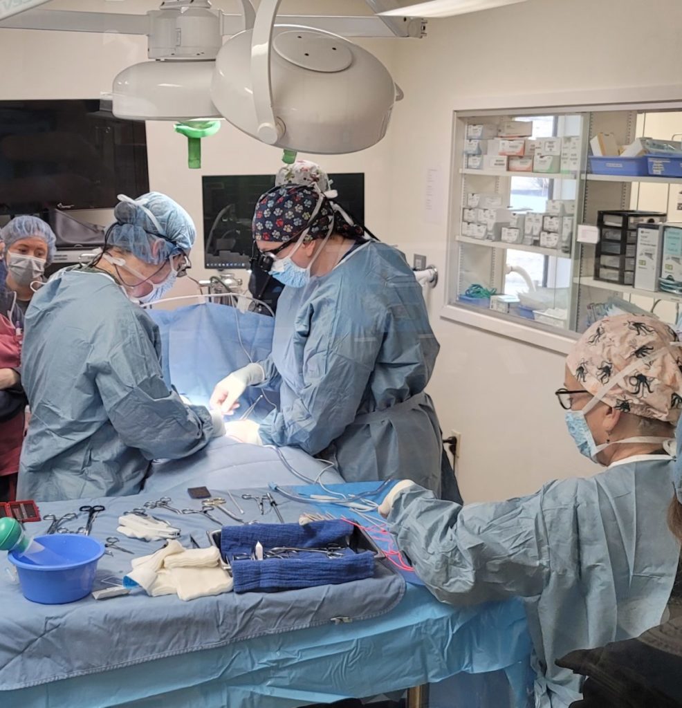 Surgery Portland Veterinary Emergency and Specialty Care