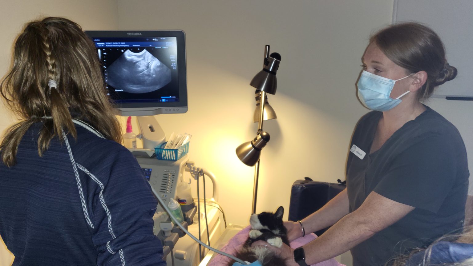 Radiology + Imaging Portland Veterinary Emergency and Specialty Care