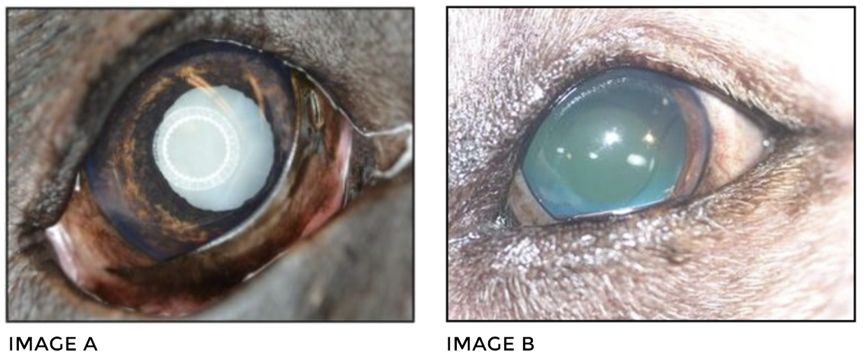 Cataracts and Cataract Surgery - Portland Veterinary Emergency and  Specialty Care