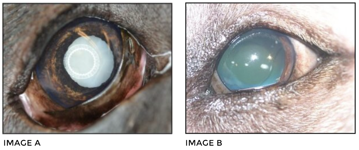 Cataracts in Dogs - Symptoms, Causes, Diagnosis, Treatment, Recovery,  Management, Cost