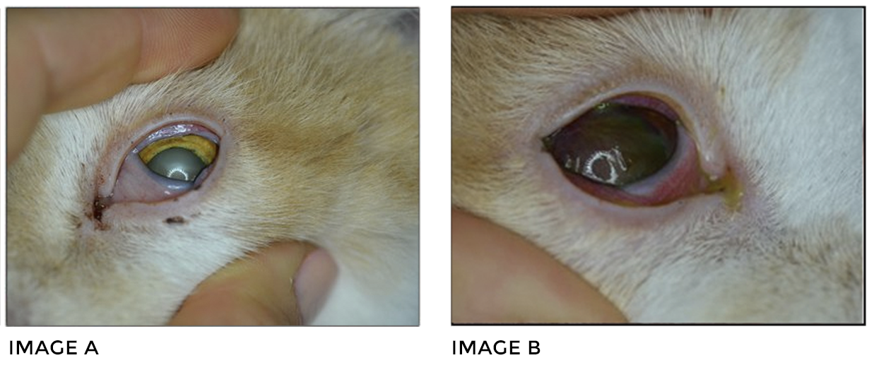 Feline Herpesvirus Ocular Manifestations Portland Veterinary