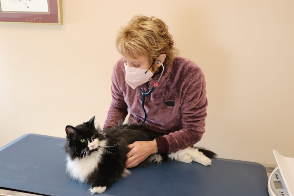 Radioactive Iodine Therapy for Hyperthyroid Cats Portland Veterinary Emergency and Specialty Care