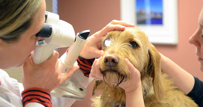 Ophthalmology - Portland Veterinary Emergency and Specialty Care