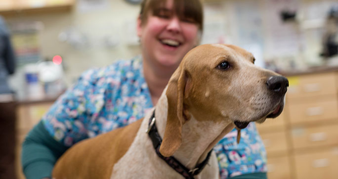 About Portland Veterinary