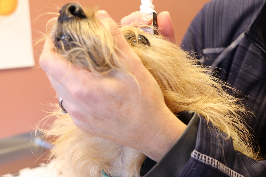 How to administer eye drops to a small dog Portland Veterinary