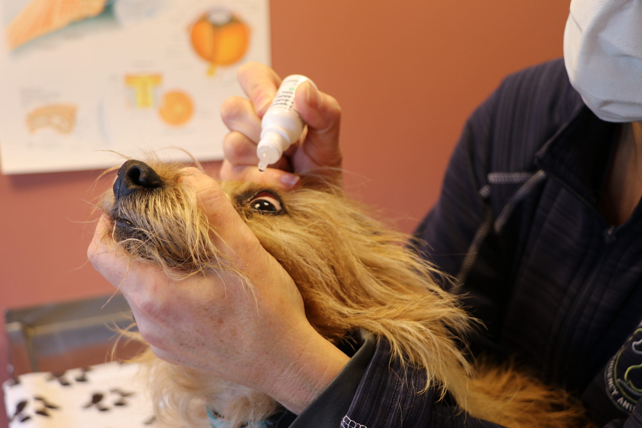 How To Give Eye Drops 6 Times A Day