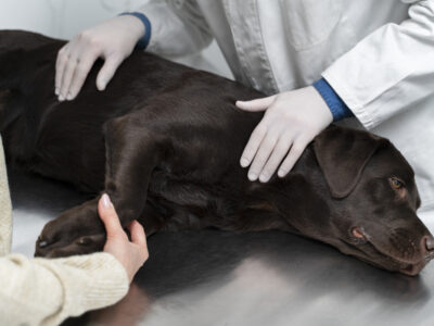 Soft Tissue Surgery Benefits Dogs