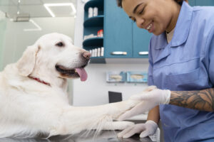 Dog check up by a Veterinarian Orthopedic Specialist
